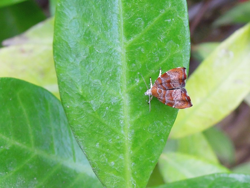 Choreutis nemorana